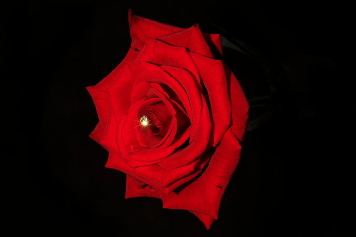 Crafting A Meaningful Farewell: 6 Things To Consider - red rose